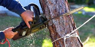  Twin Lakes, CA Tree Care Services Pros