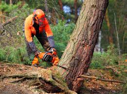 Best Commercial Tree Services  in Twin Lakes, CA