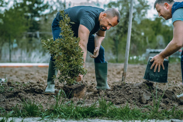 How Our Tree Care Process Works  in  Twin Lakes, CA