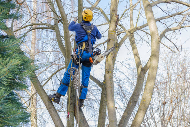 Best Tree Maintenance Programs  in Twin Lakes, CA