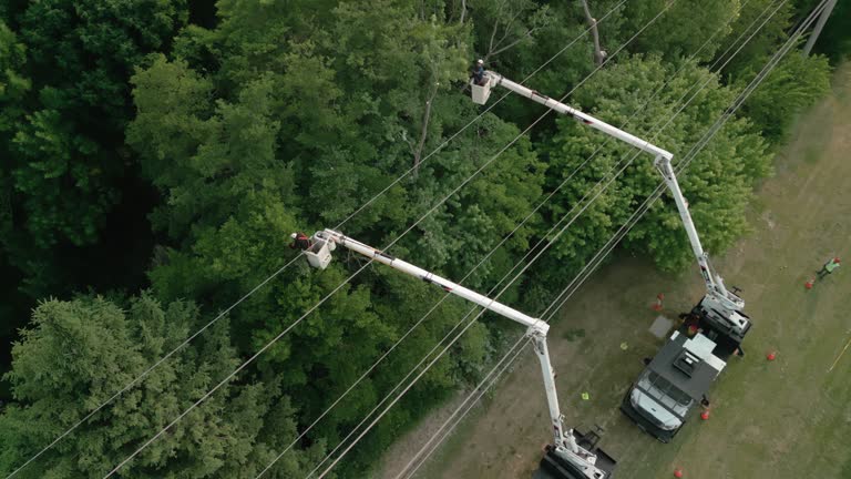 Best Hazardous Tree Removal  in Twin Lakes, CA