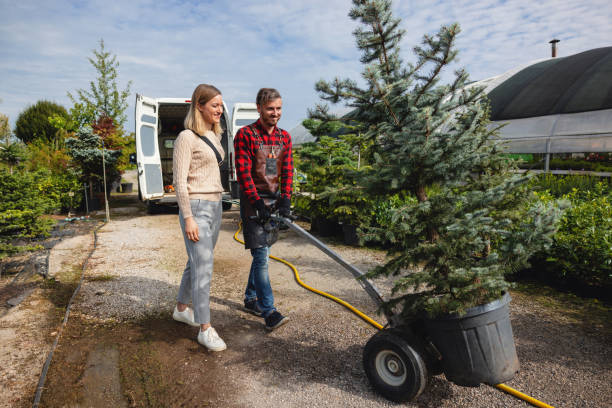 Professional Tree Care Services in Twin Lakes, CA