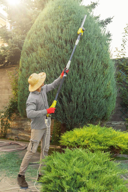 Tree and Shrub Care in Twin Lakes, CA