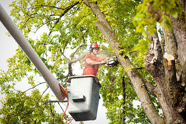 Best Tree Trimming and Pruning  in Twin Lakes, CA